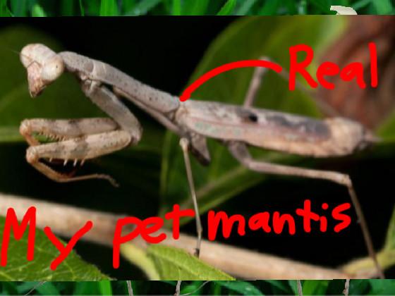 My Pet Mantis(Real)