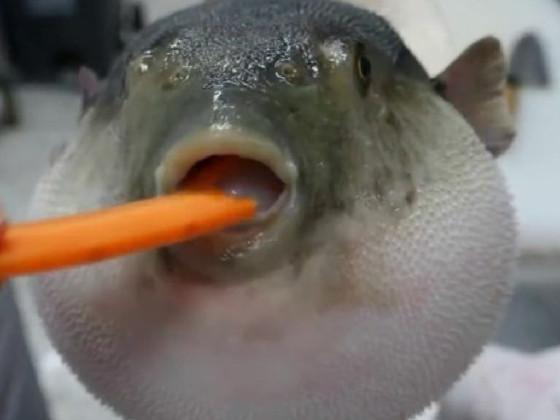 Pufferfish eating carrot