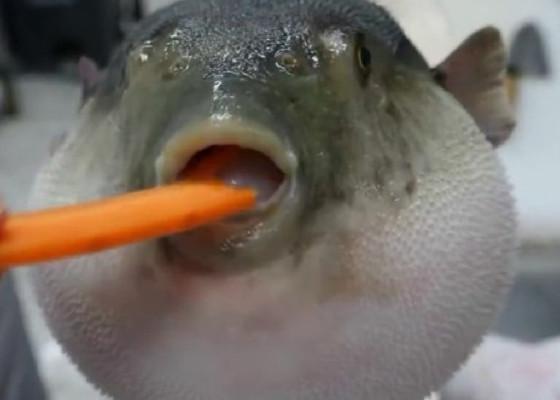 Pufferfish eating carrot 1