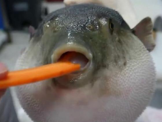 Pufferfish eating carrot 1 1