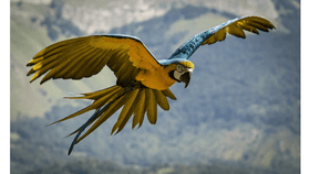 macaw info