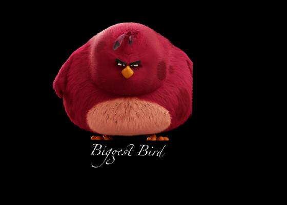 I’m the biggest bird 1 1 - copy - copy