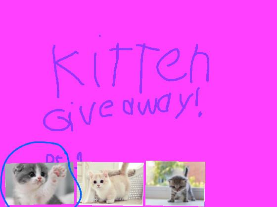 Kitten giveaway part 1 1