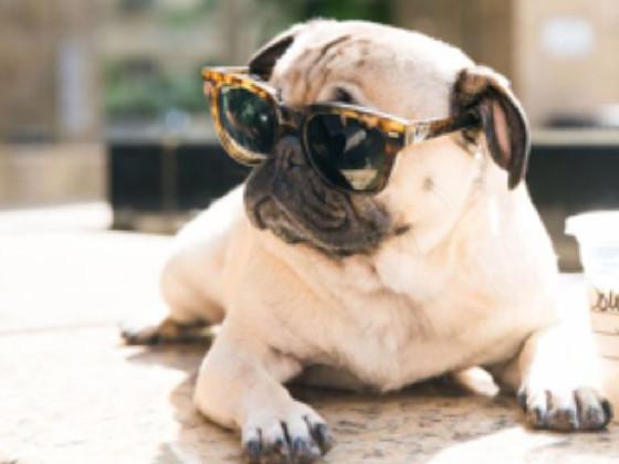 Kiss A Pug Simulator ^.^ 1