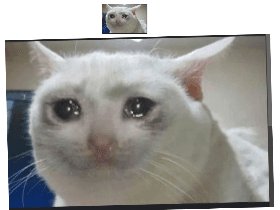 Meme song and grumpy cat