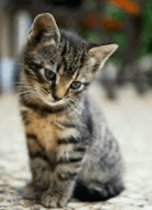 Cat Simulator