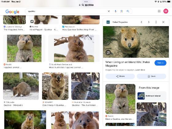 add your oc in quokkaland