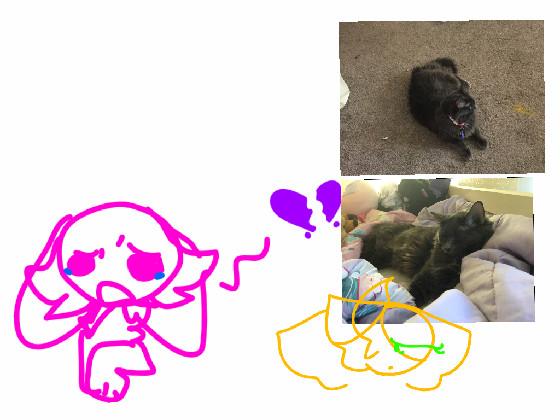 Missing cat 1