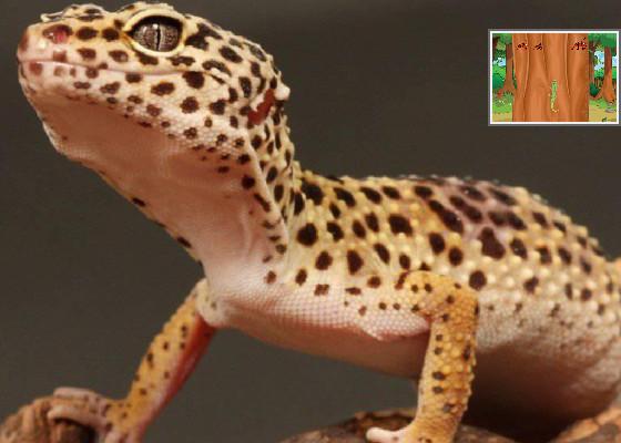 Gecko climb