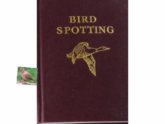 bird spotting part 1