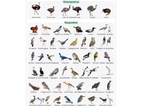 bird spotting part 3
