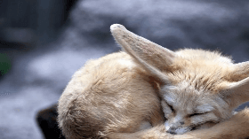 like if you think its cute