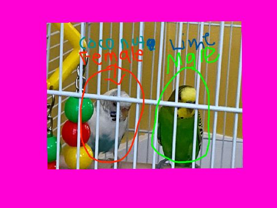 MY BIRDS 🦜🦜🫘🫘🍇🍇🍎🍎