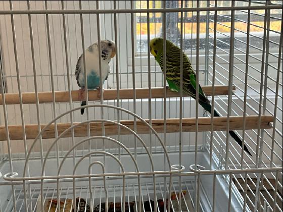 MY BIRDS 🦜🦜🫘🫘🥧