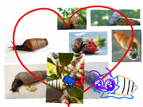 I ❤️ SNAILS 1 1 1