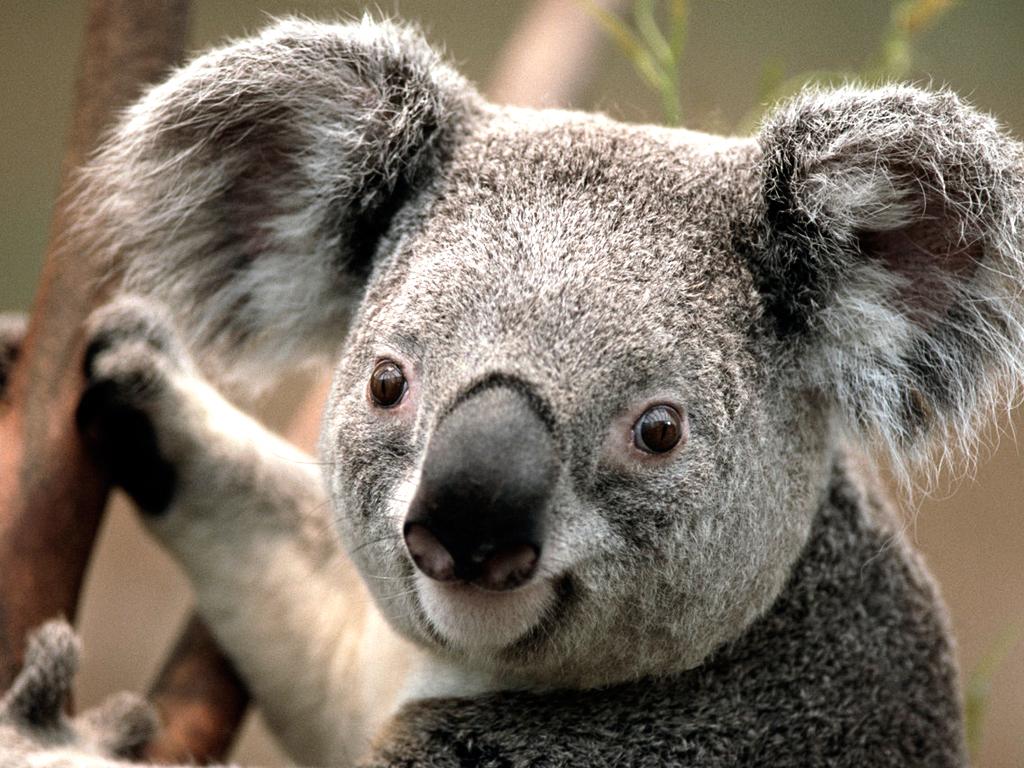 MLG Koala 2