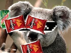 MLG Koala 1