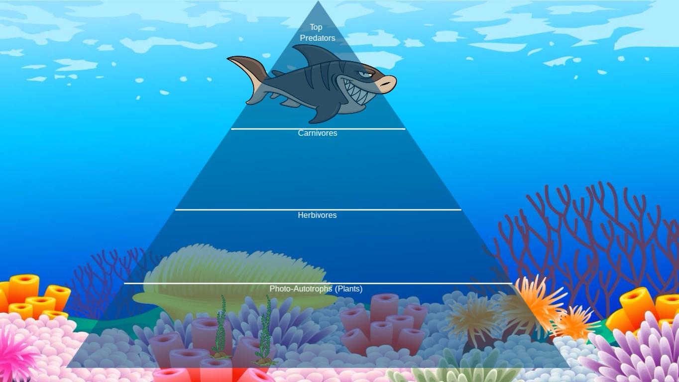 Ocean Ecological Pyramid - TEMPLATE