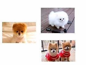 Cute Puppys