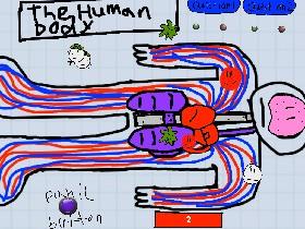 anolagy of the human body 1