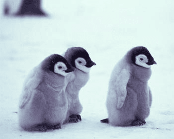 Penguin World 1 1