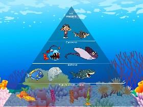 Ecological Pyramid 1 1
