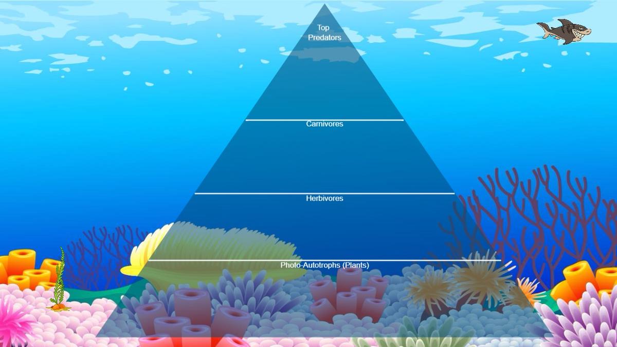Ocean Ecological Pyramid 2