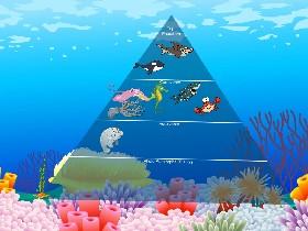 Ecological Pyramid 1