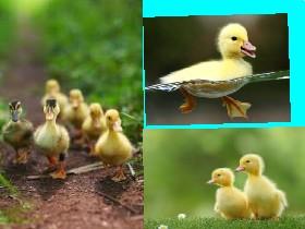 baby ducklings 1