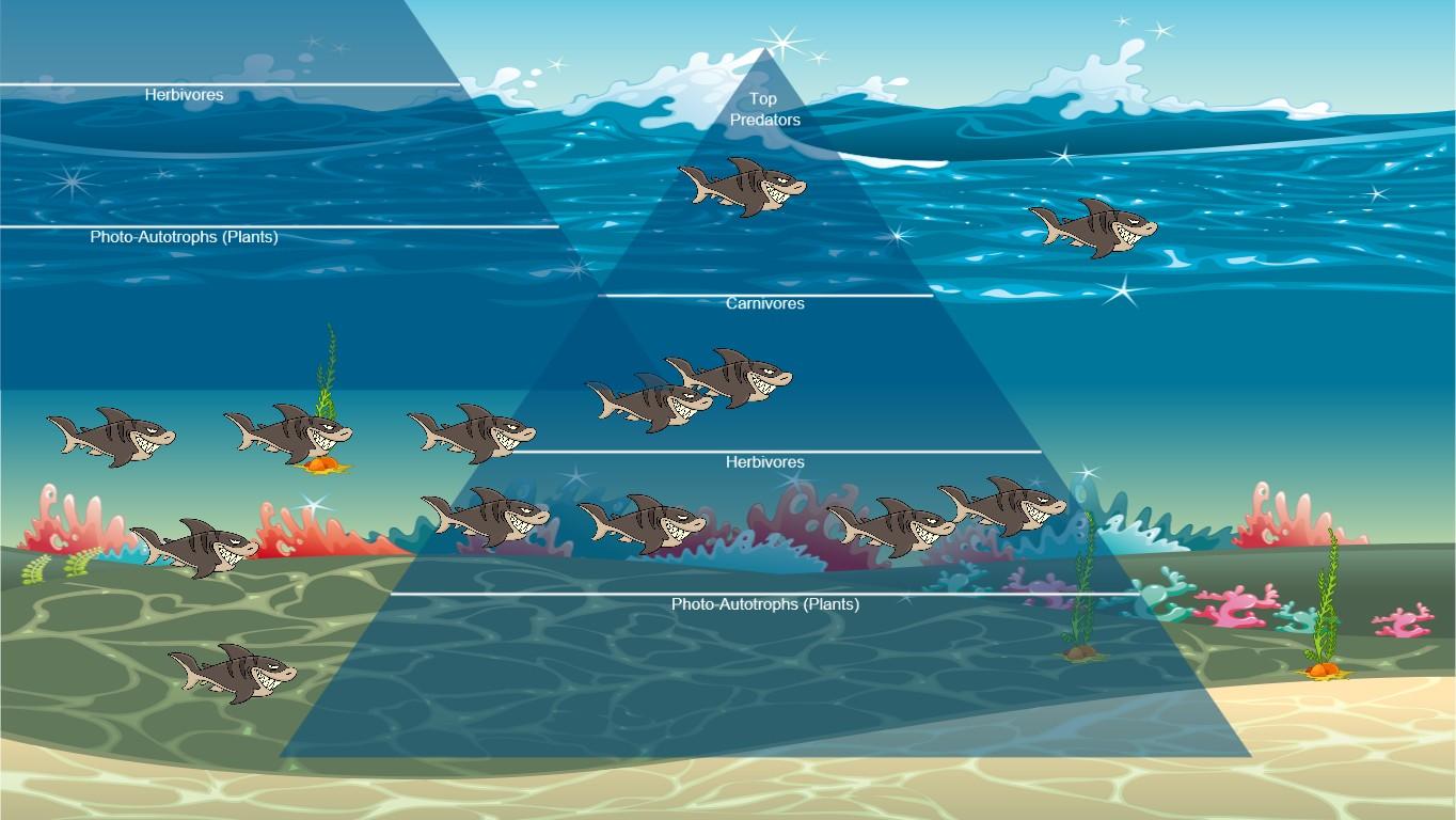 Ocean Ecological Pyramid