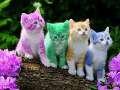 cute kittens.