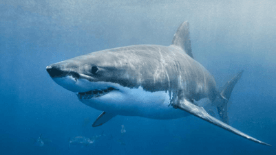 Great White Shark Feeder
