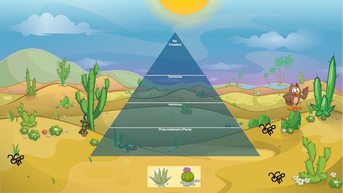 Desert Ecological Pyramid