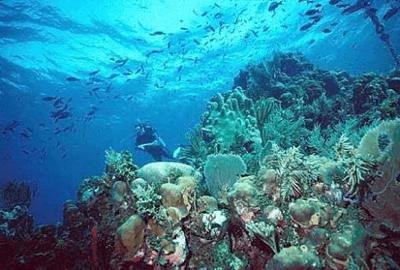 Coral Reef Quiz 1