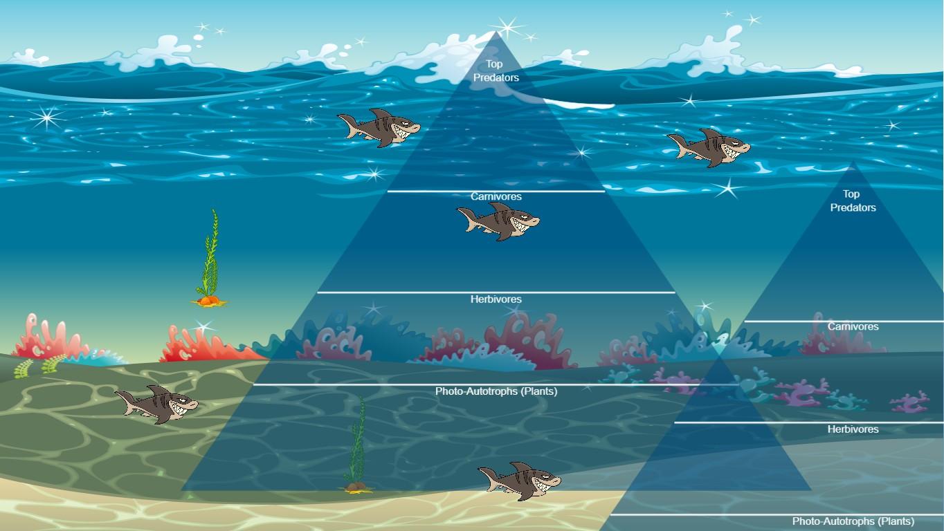 Ocean Ecological Pyramid