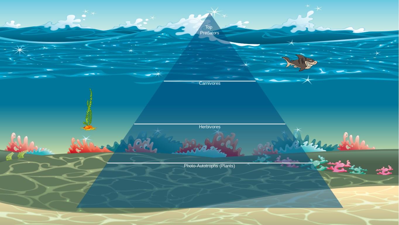 Ocean Ecological Pyramid 1.2