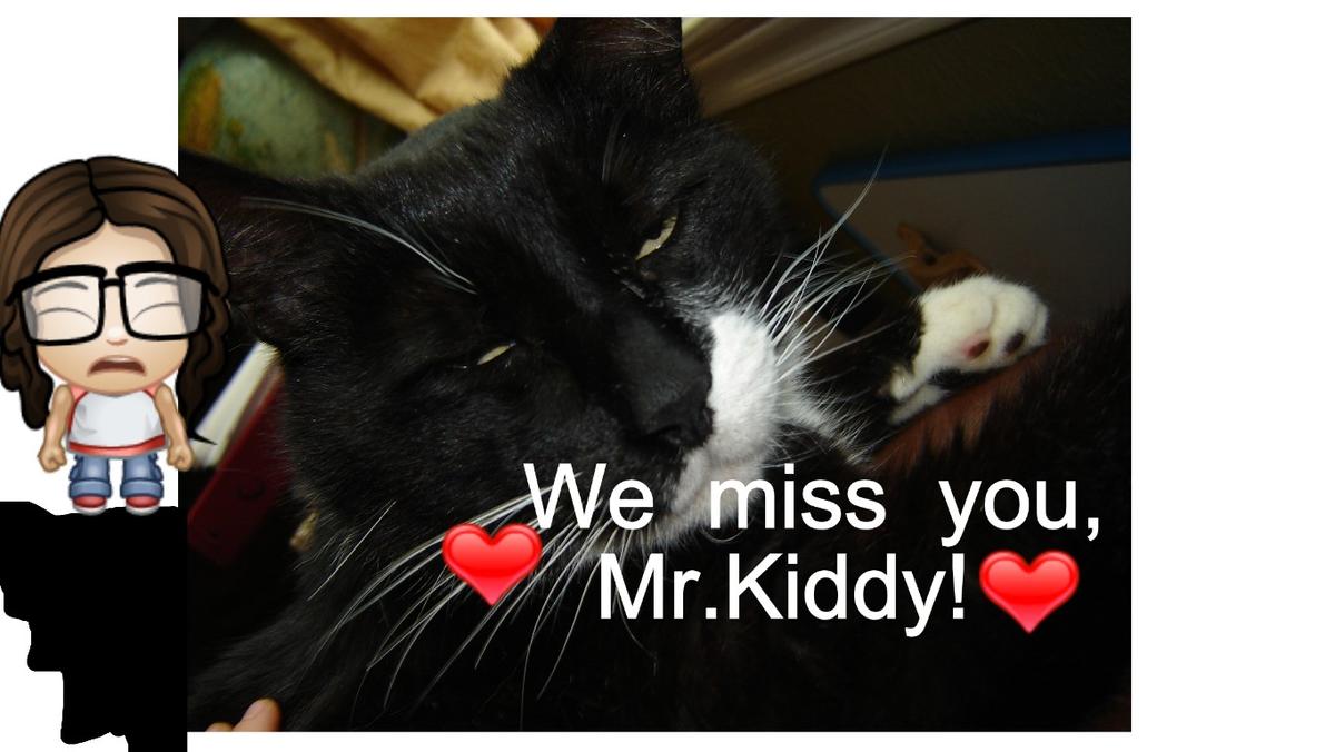 Mr Kiddy My cat...