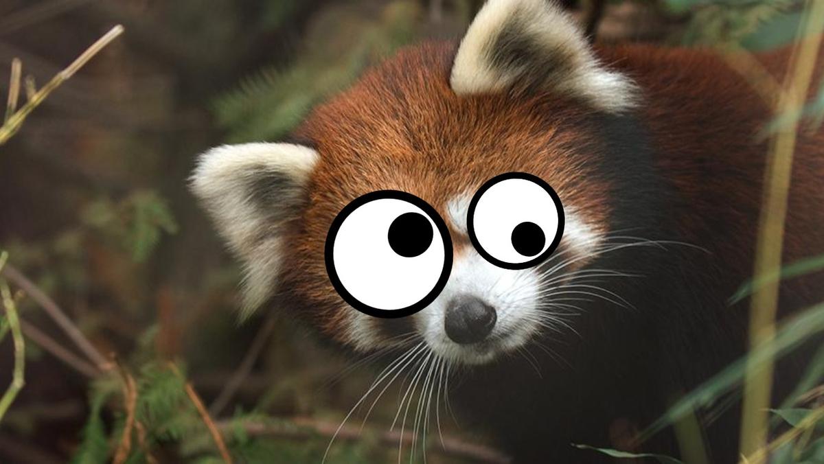 Red Panda googley eyes