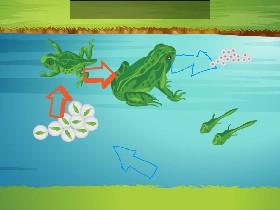 Life Cycle of a Frog
