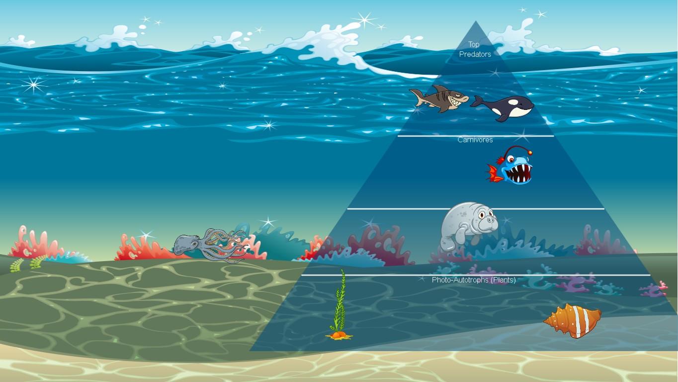 Ocean Ecological Pyramid aiden