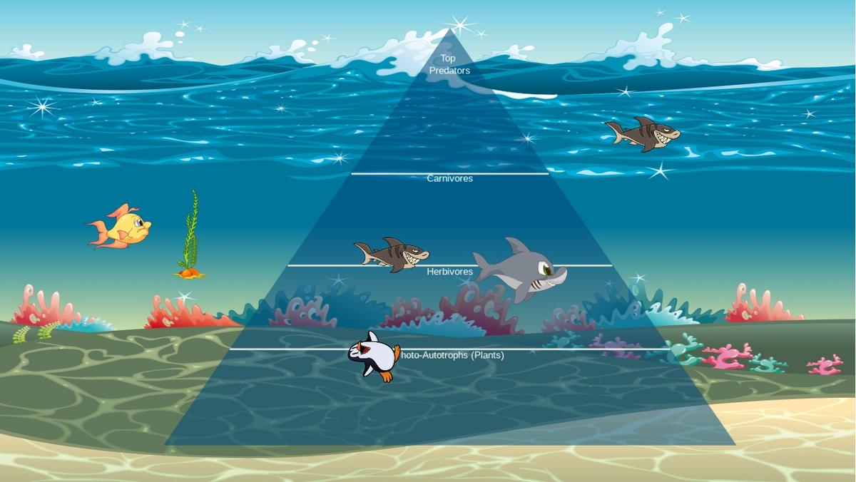 Ocean Ecological Pyramid