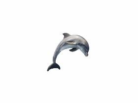 dolphin!