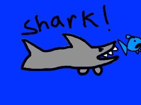 Shark! 3 1