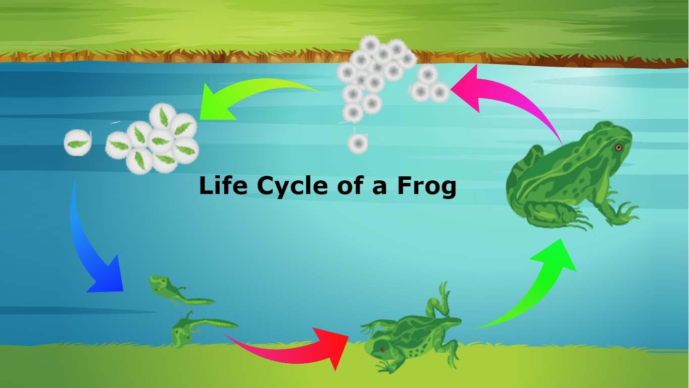 Life Cycle of a Frog (animated)