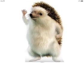 A Very Nice HedgeHog! 1