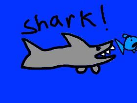 Shark! 1