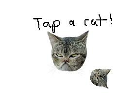 Cute cat tapper 1