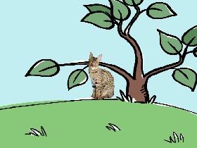 I am field cat