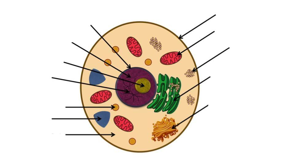 Animal Cell Template