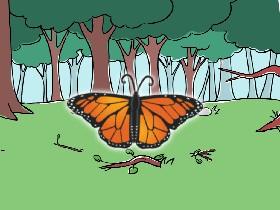 The Richmond birdwing butterfly quiz